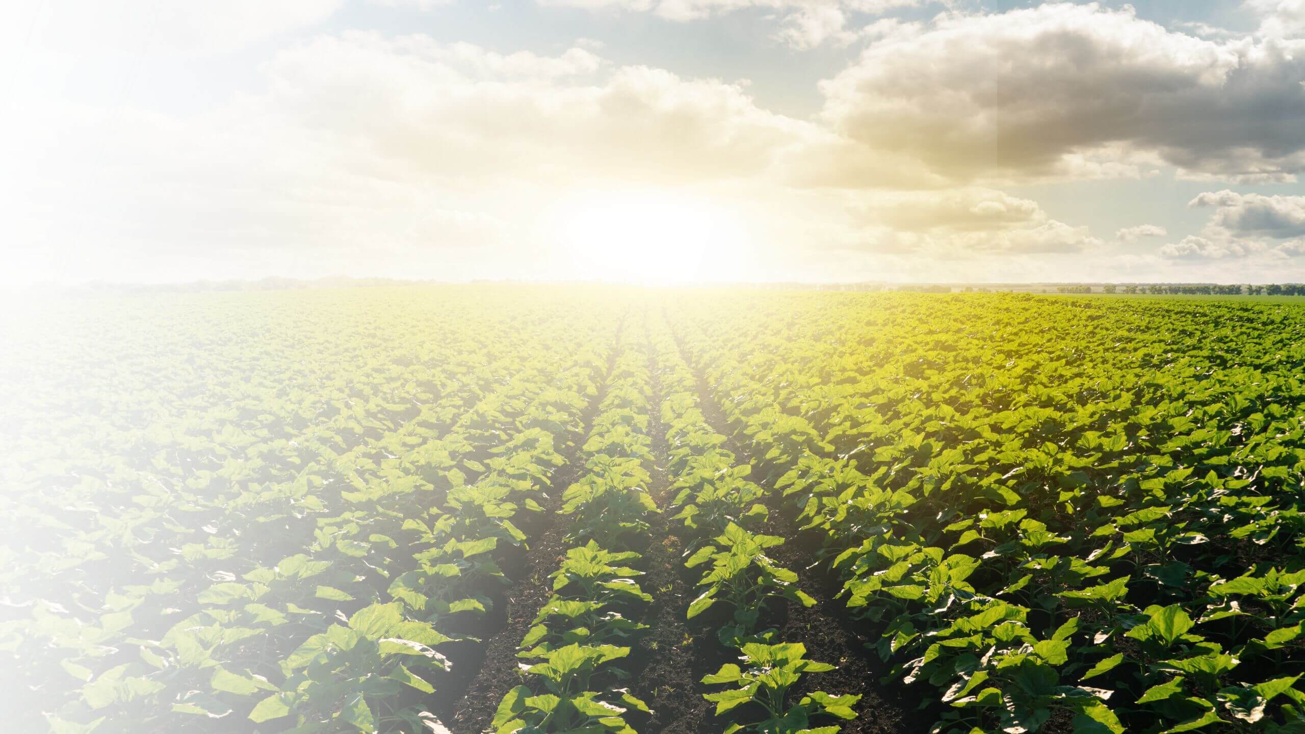 Photo of farmland landscape cropland and sun and blue skies in the background