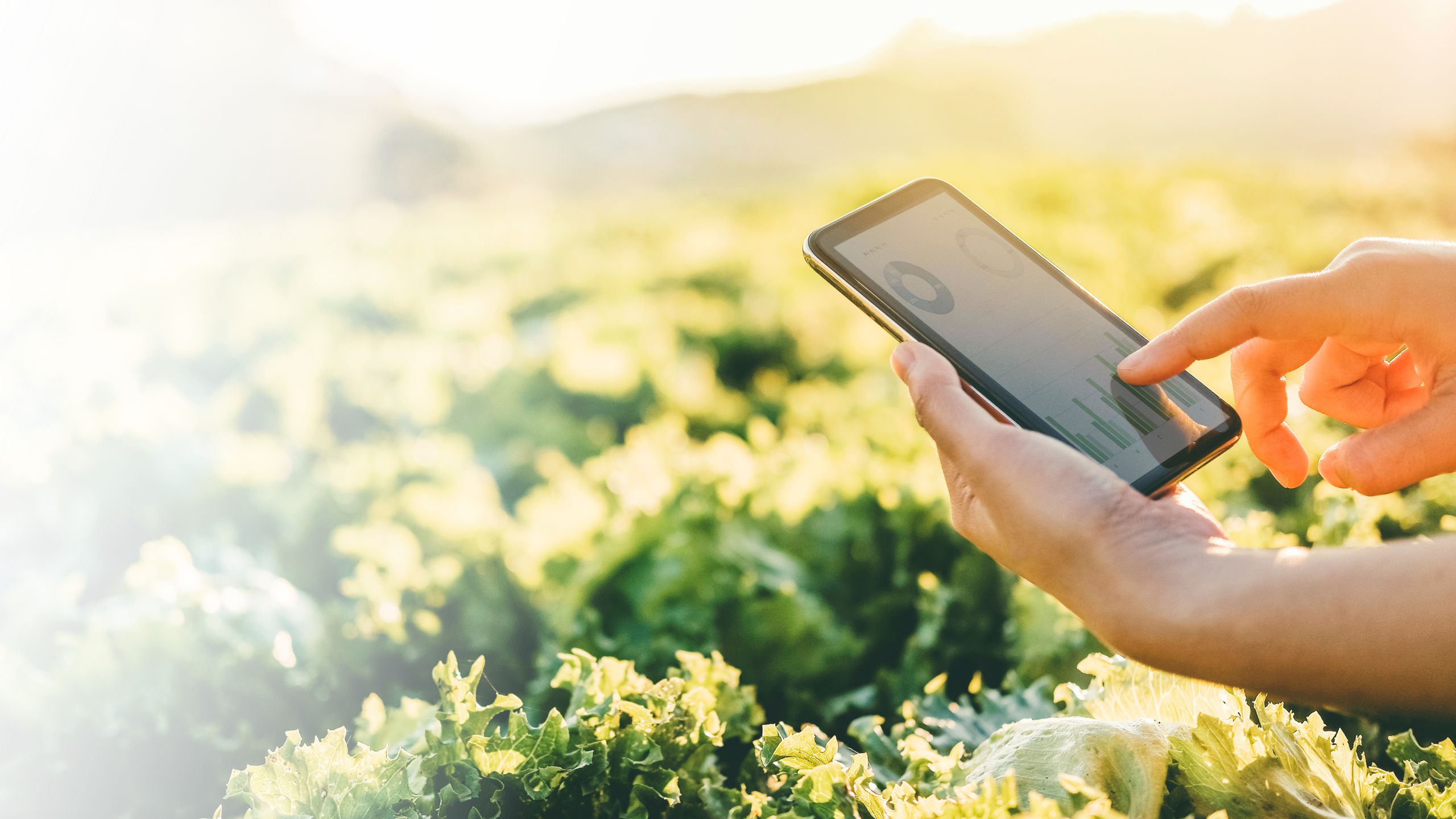 Agricultural worker looking at cell phone while on the crop field Agribytes web design & marketing